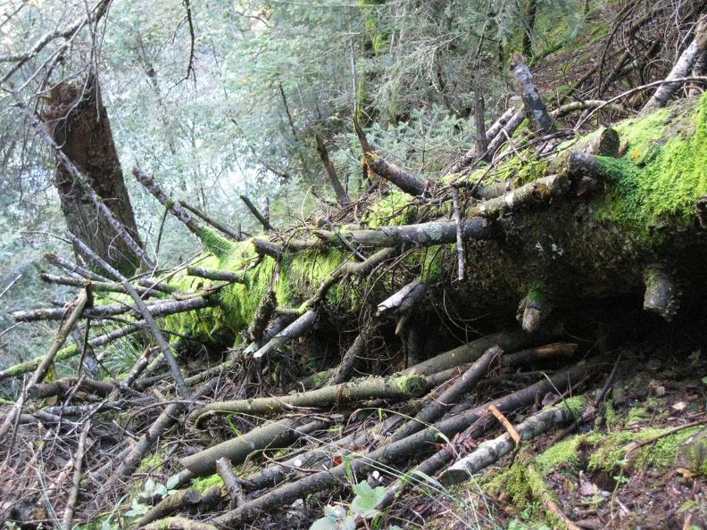 Image 0 - Onsernone Forest Reserve